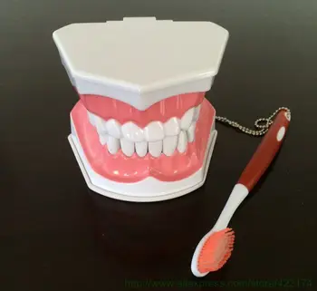 Frete grátis NOVO dental dente modelo dentista demonstração instrumento dentes removíveis odontologia dentista ferramenta de produtos